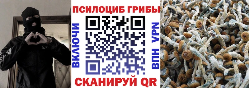 Купить где  Нея  Галлюциногенные грибы Psilocybe 
